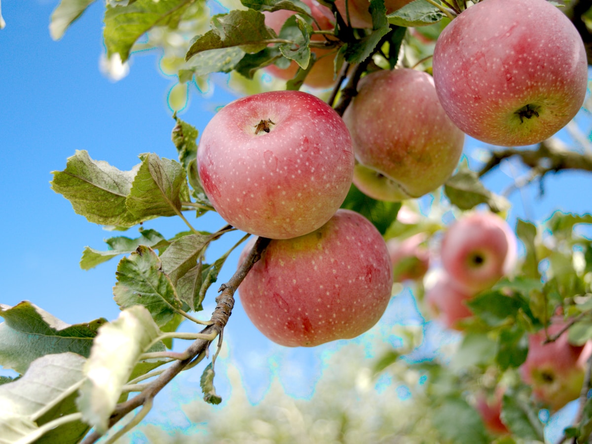 Apple crop