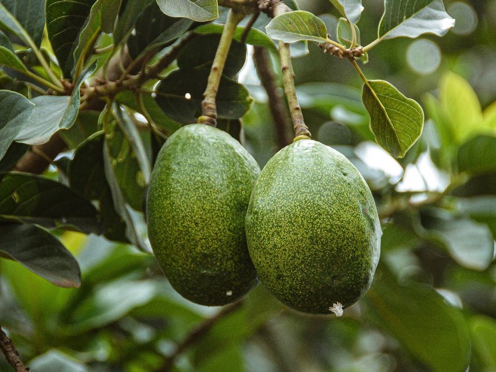 Avocado crop