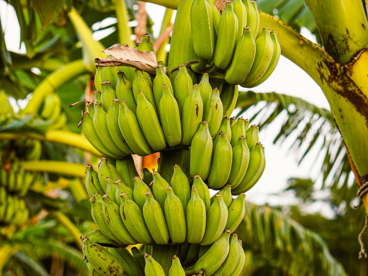 Banana crop