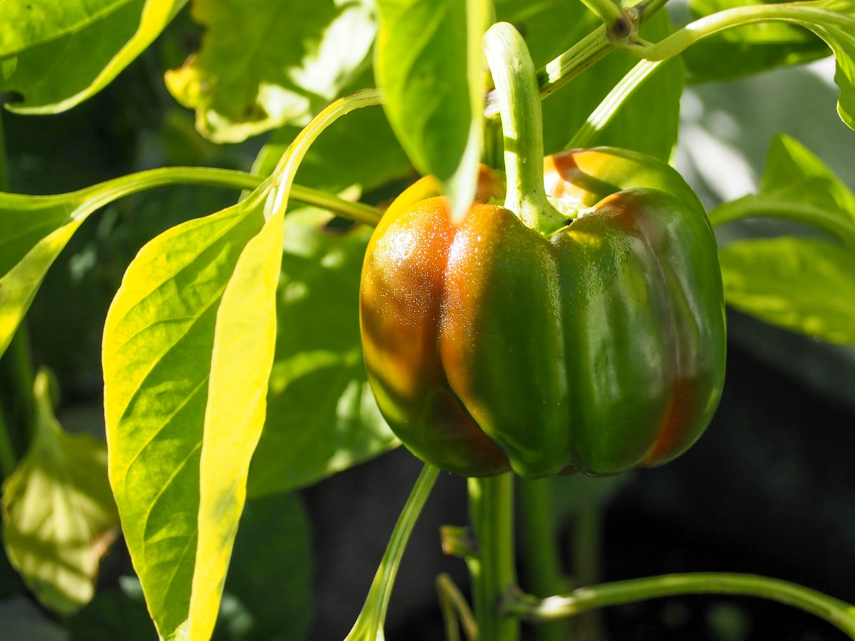 Bell Pepper crop
