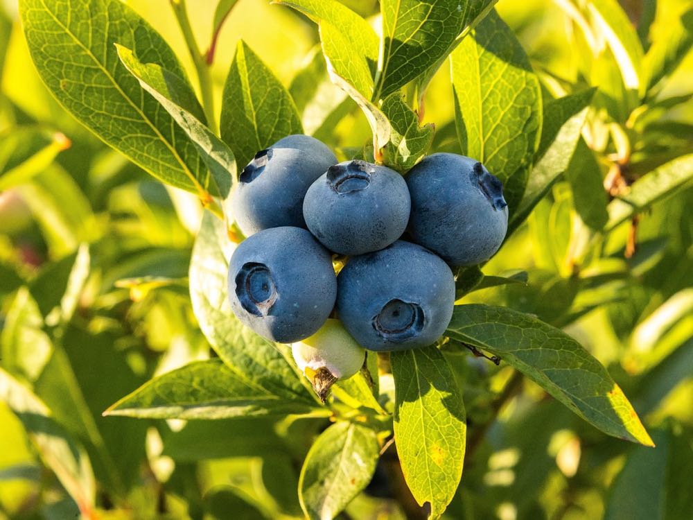 Blueberry crop