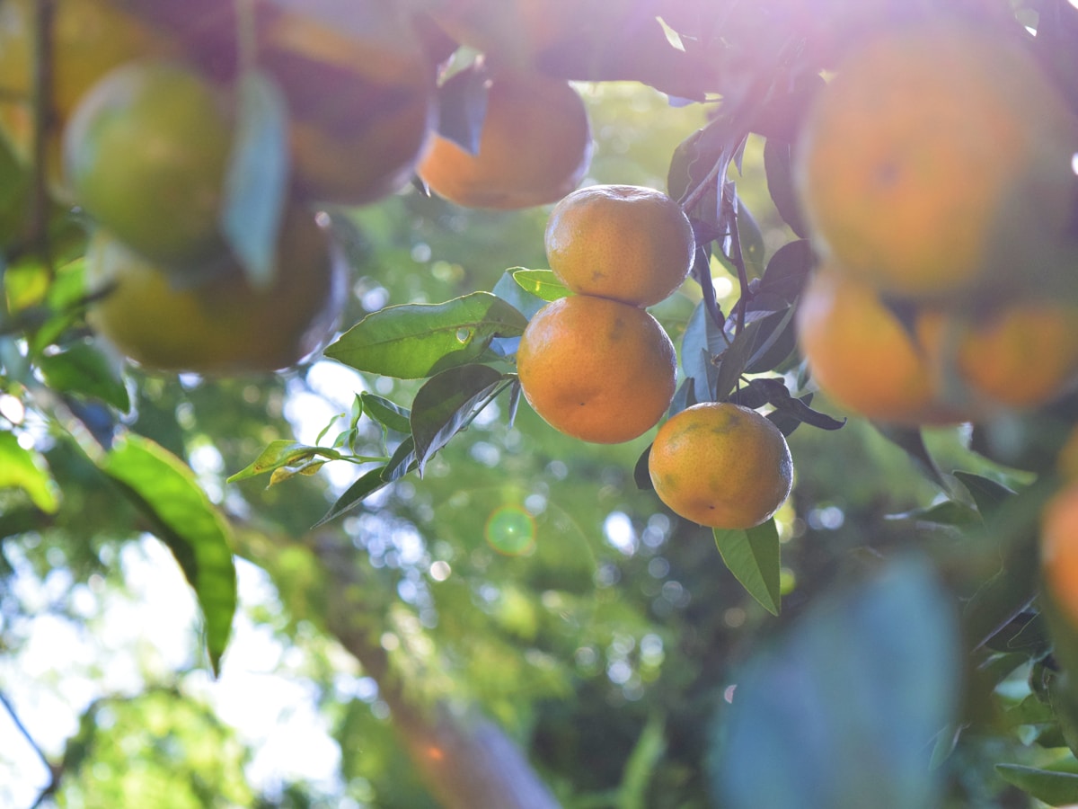 Citrus crop