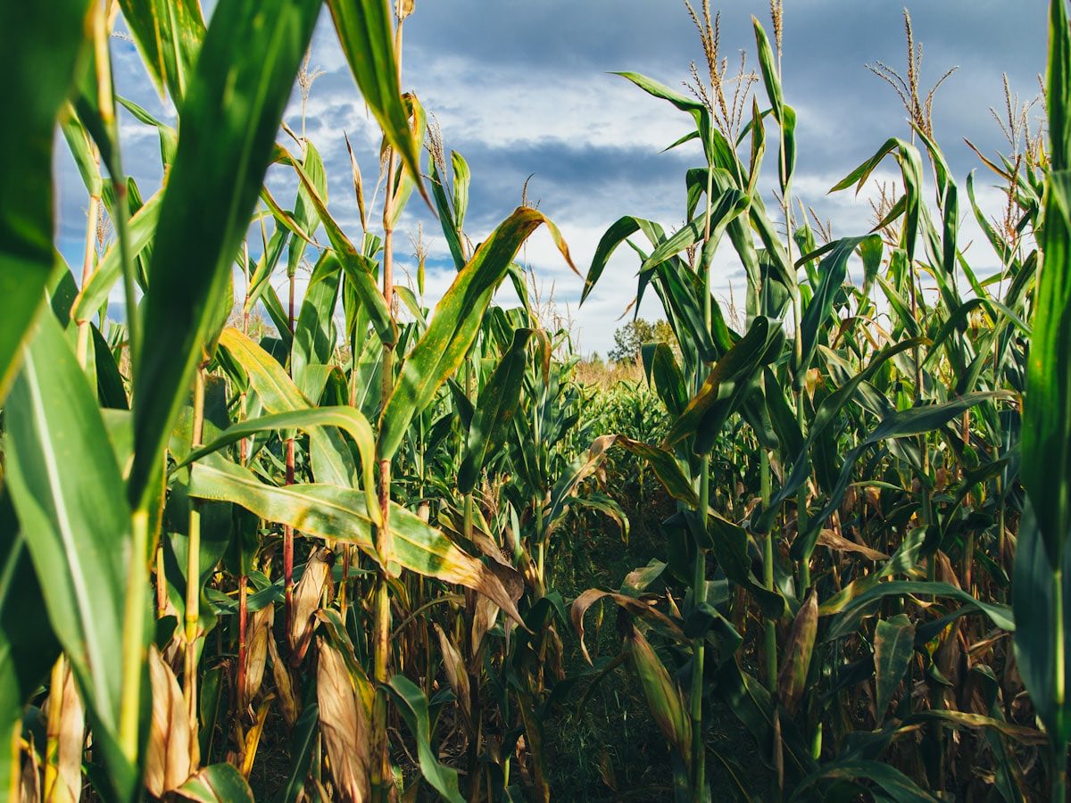 Corn crop