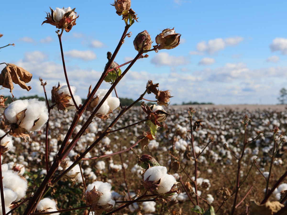 Cotton crop