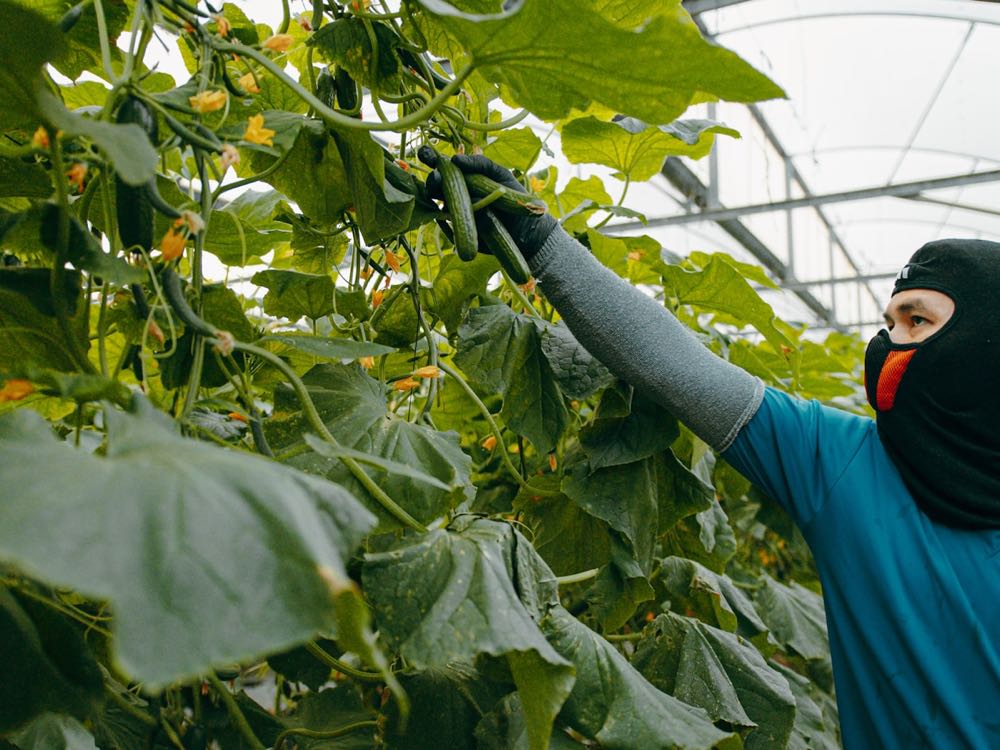 Greenhouse Cucumber crop