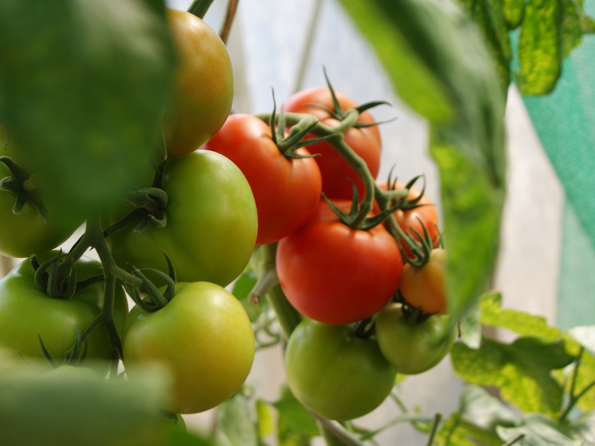 Greenhouse Tomato crop