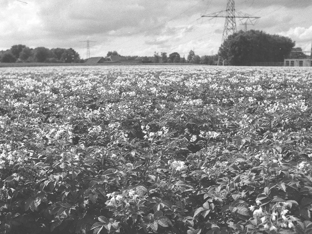 Potato crop