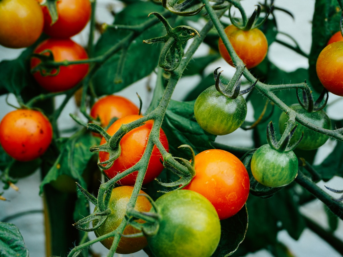 Processing Tomato crop
