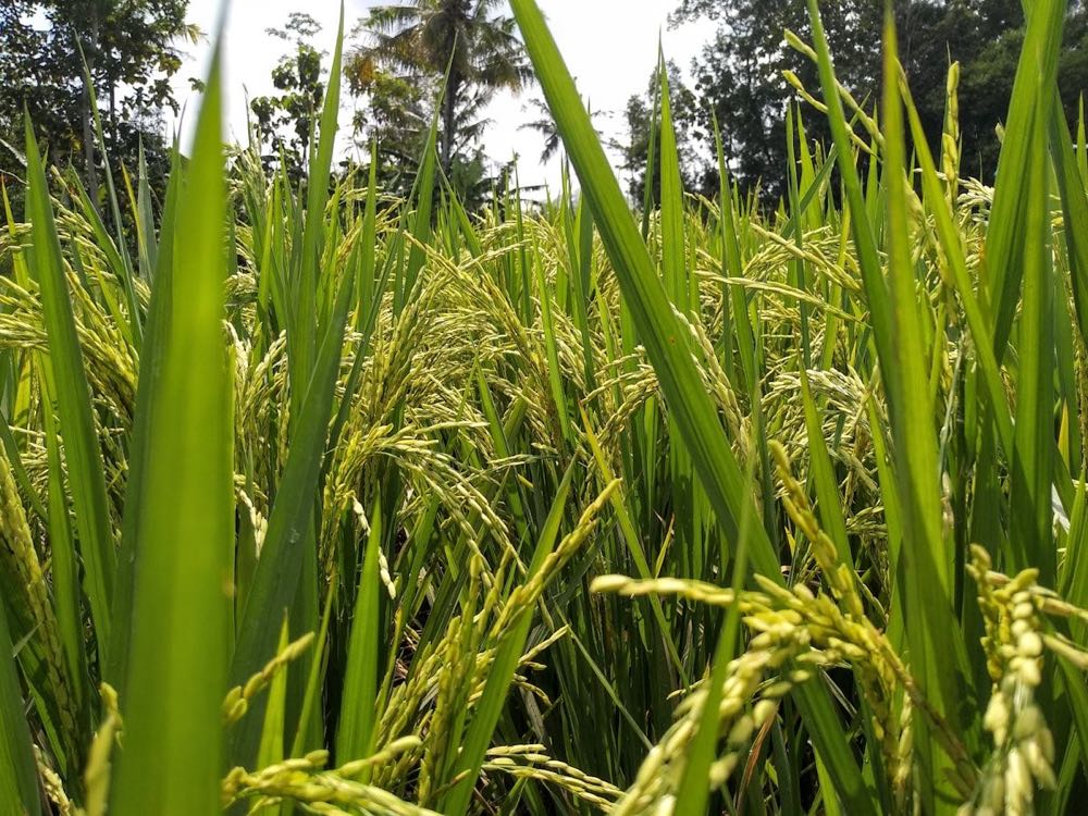 Rice crop