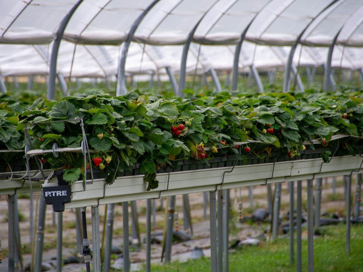 Strawberry crop