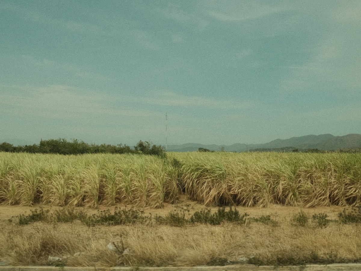 Sugarcane crop