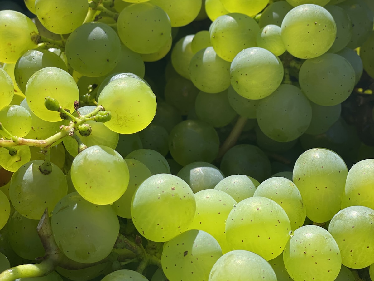 Table Grapes crop