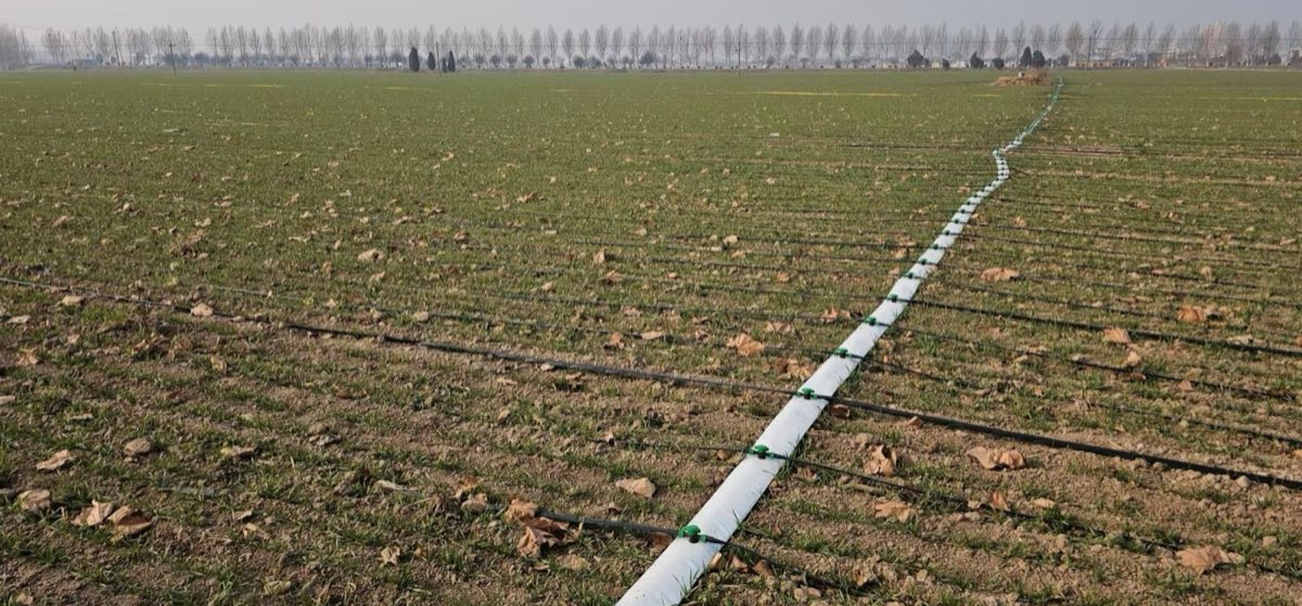 Pre-perforated woven layflat hose used as an irrigation branch line