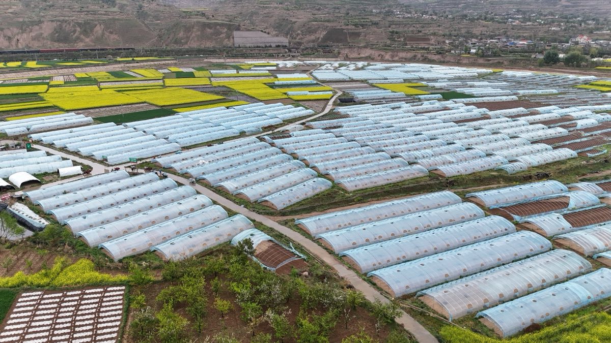 Gansu Pepper Irrigation Project field view