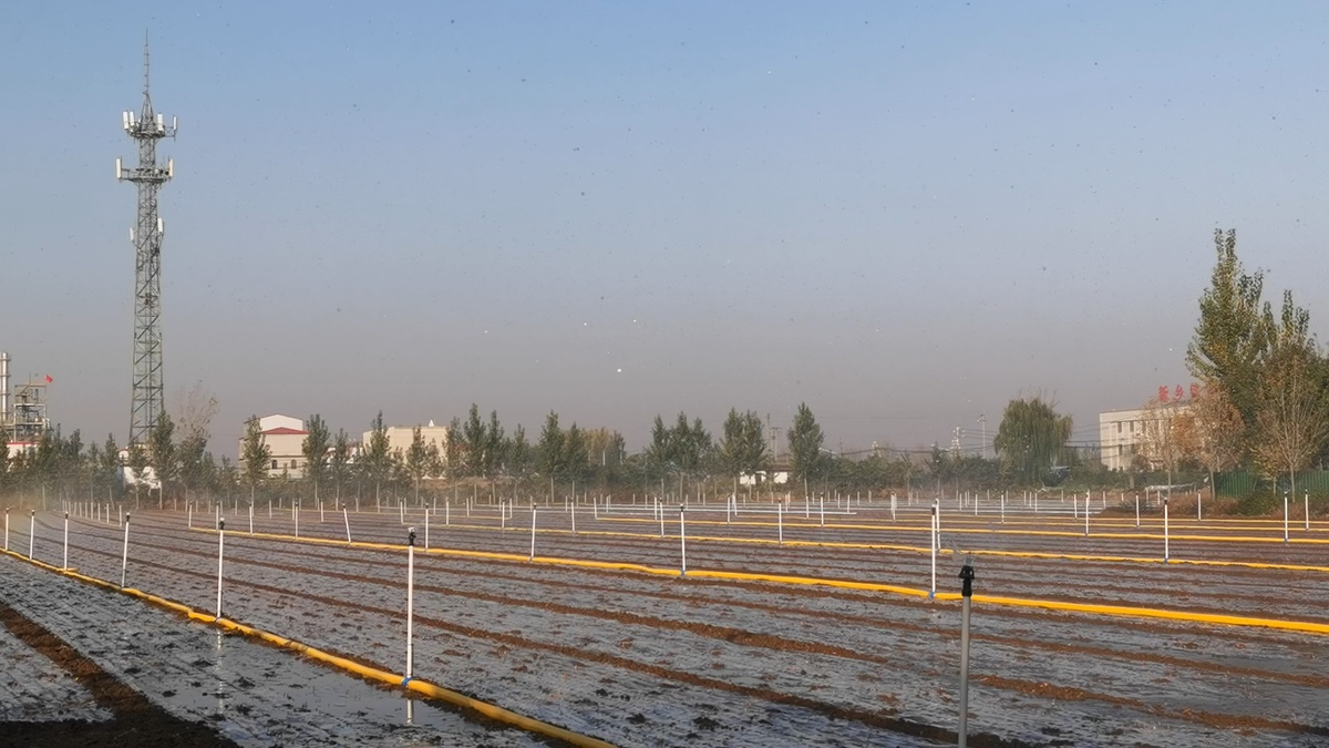 Henan Garlic Sprinkler Project field view